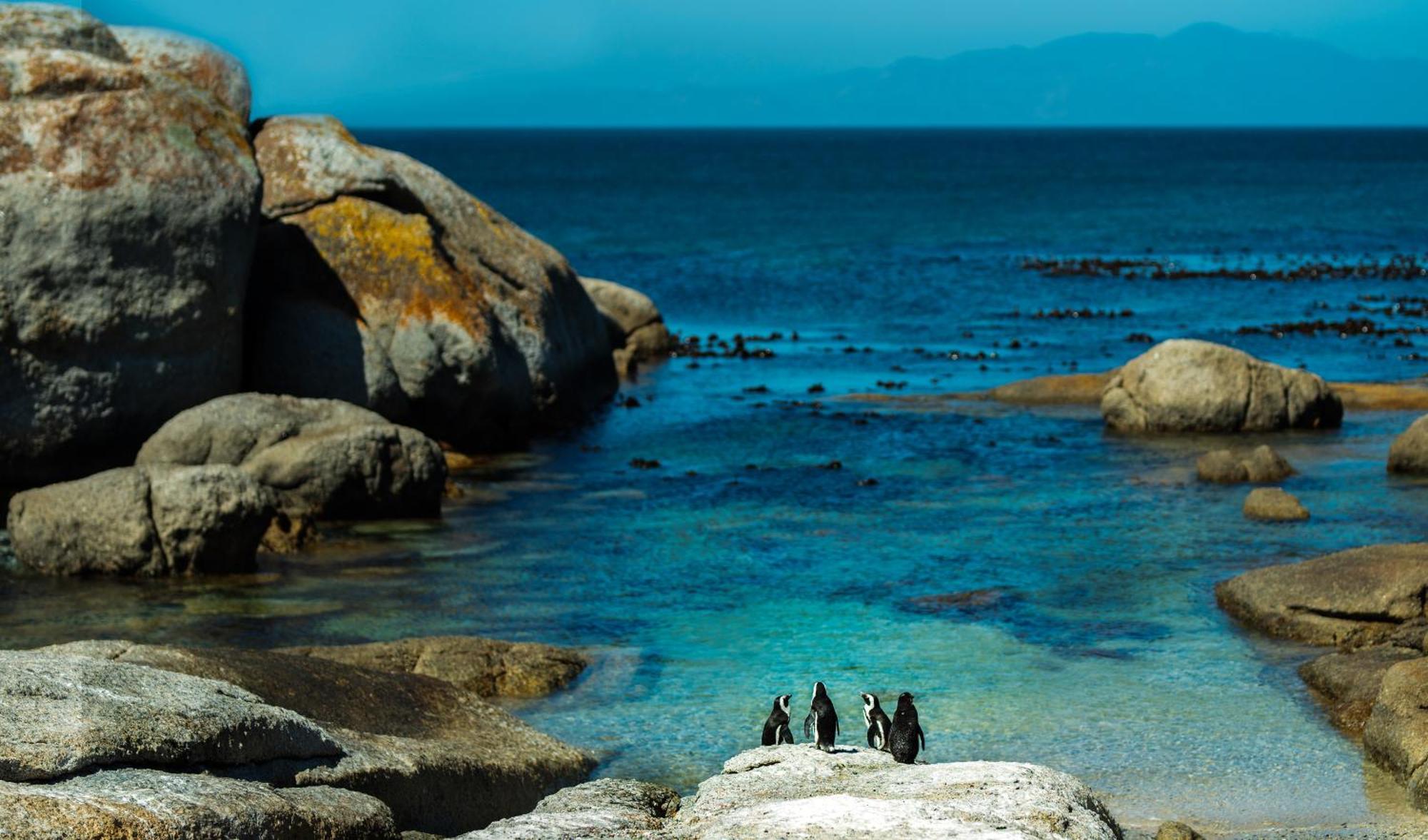 Eclectic Heritage Paradise Simonʼs Town Exteriér fotografie